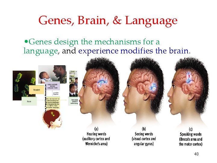 Genes, Brain, & Language Michael Newman/ Photo Edit, Inc. Eye of Science/ Photo Researchers,