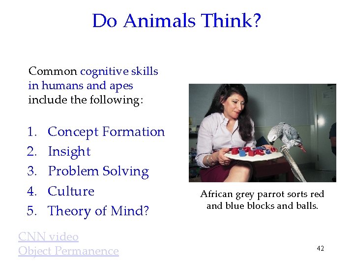 Do Animals Think? Common cognitive skills in humans and apes include the following: 1.