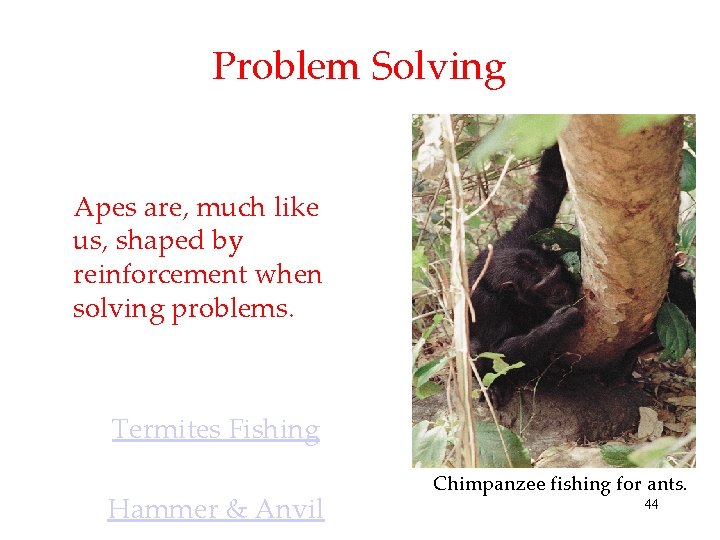 Problem Solving Apes are, much like us, shaped by reinforcement when solving problems. Termites