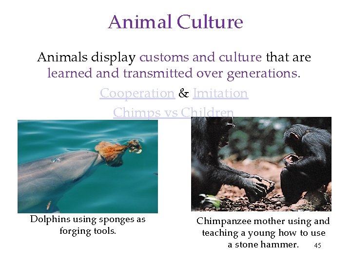 Animal Culture Animals display customs and culture that are learned and transmitted over generations.
