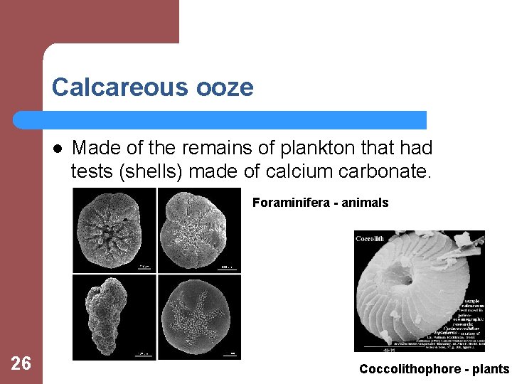 Calcareous ooze l Made of the remains of plankton that had tests (shells) made