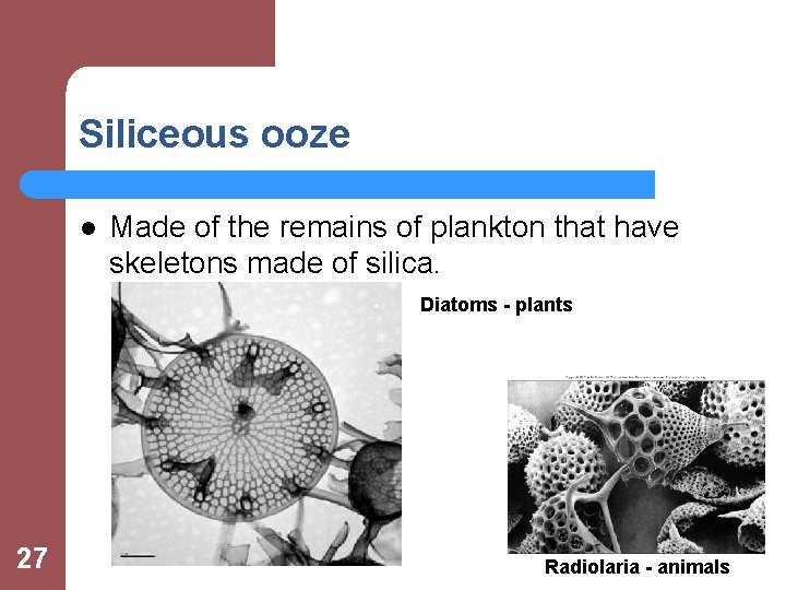 Siliceous ooze l Made of the remains of plankton that have skeletons made of