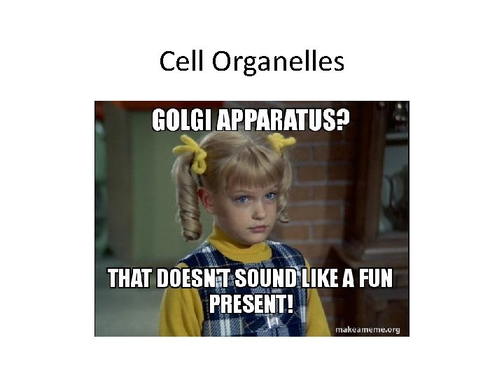 Cell Organelles 