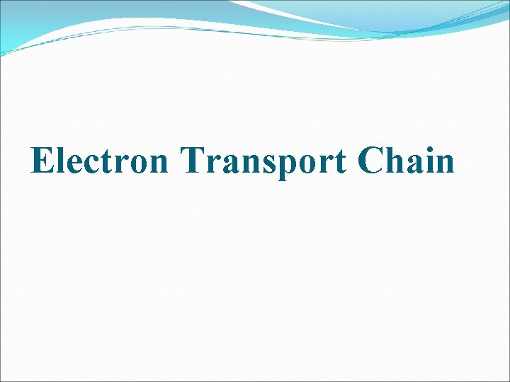 Electron Transport Chain 