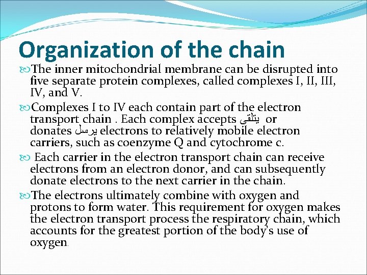 Organization of the chain The inner mitochondrial membrane can be disrupted into five separate