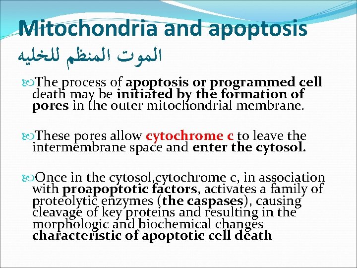 Mitochondria and apoptosis ﺍﻟﻤﻮﺕ ﺍﻟﻤﻨﻈﻢ ﻟﻠﺨﻠﻴﻪ The process of apoptosis or programmed cell death