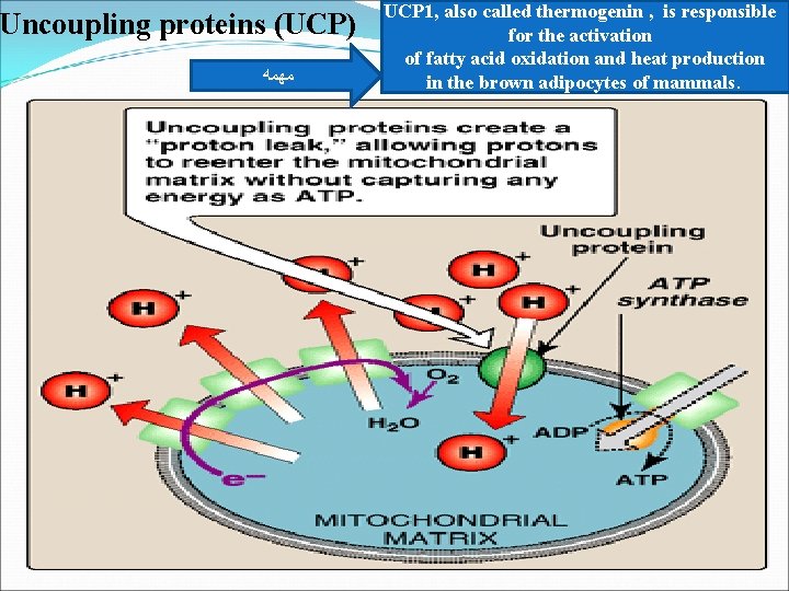 Uncoupling proteins (UCP) ﻣﻬﻤﻪ UCP 1, also called thermogenin , is responsible for the