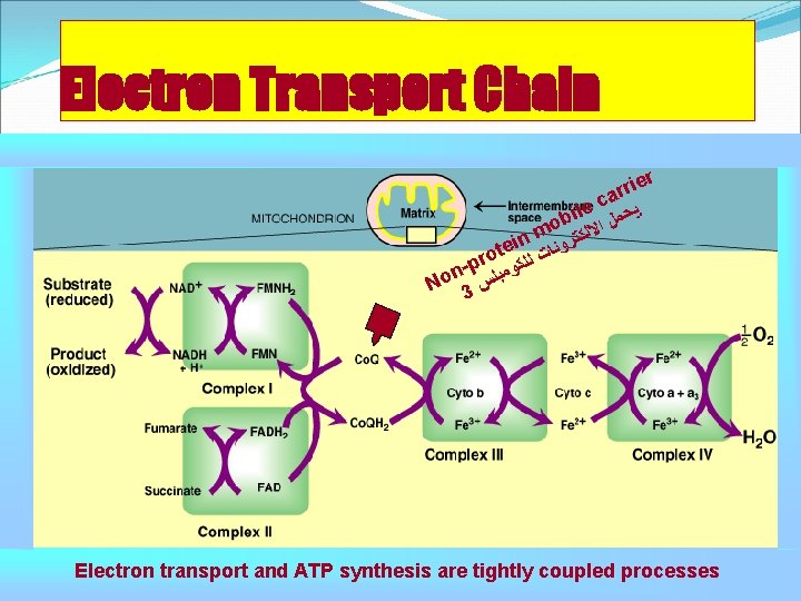 Electron Transport Chain ier r r ca ﻳ e l bi ﺤﻤﻞ ﺍ o