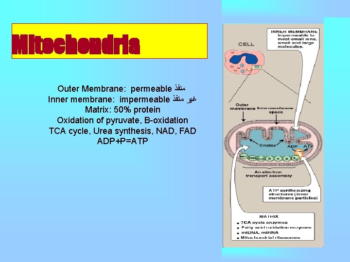 Mitochondria Outer Membrane: permeable ﻣﻨﻔﺬ Inner membrane: impermeable ﻏﻴﺮ ﻣﻨﻔﺬ Matrix: 50% protein Oxidation