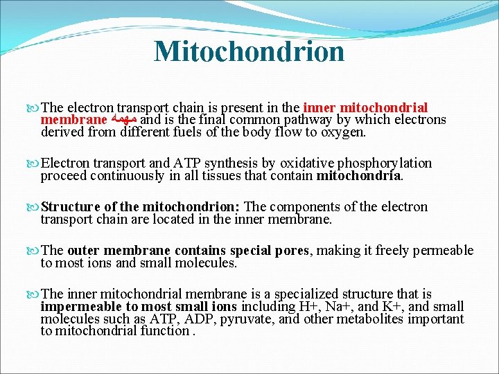 Mitochondrion The electron transport chain is present in the inner mitochondrial membrane ﻣﻬﻤﻪ and