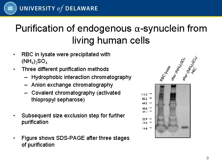 Purification of endogenous α-synuclein from living human cells • • RBC in lysate were