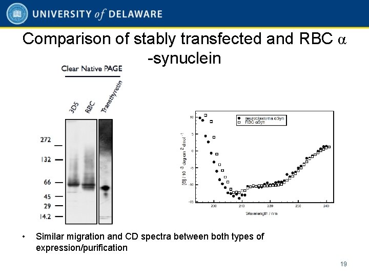 Comparison of stably transfected and RBC α -synuclein • Similar migration and CD spectra