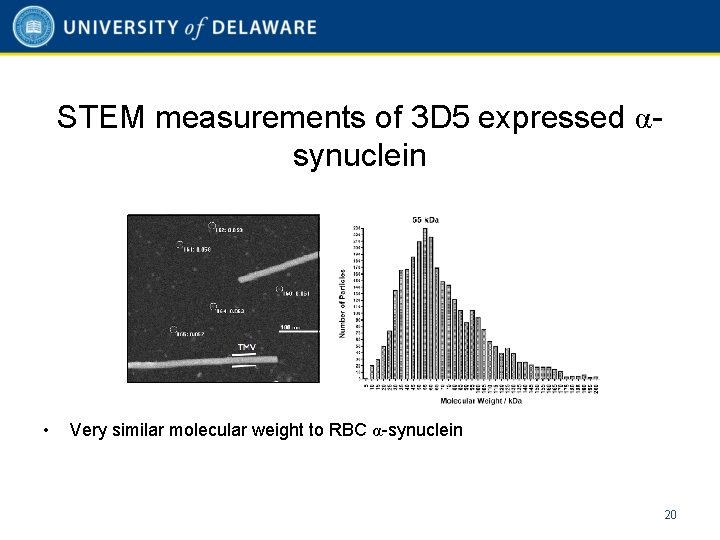 STEM measurements of 3 D 5 expressed αsynuclein • Very similar molecular weight to