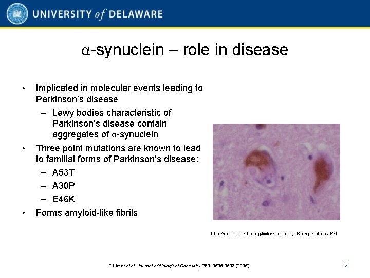 α-synuclein – role in disease • • • Implicated in molecular events leading to