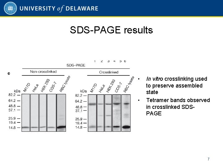SDS-PAGE results • • In vitro crosslinking used to preserve assembled state Tetramer bands