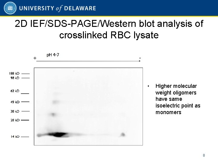 2 D IEF/SDS-PAGE/Western blot analysis of crosslinked RBC lysate • Higher molecular weight oligomers