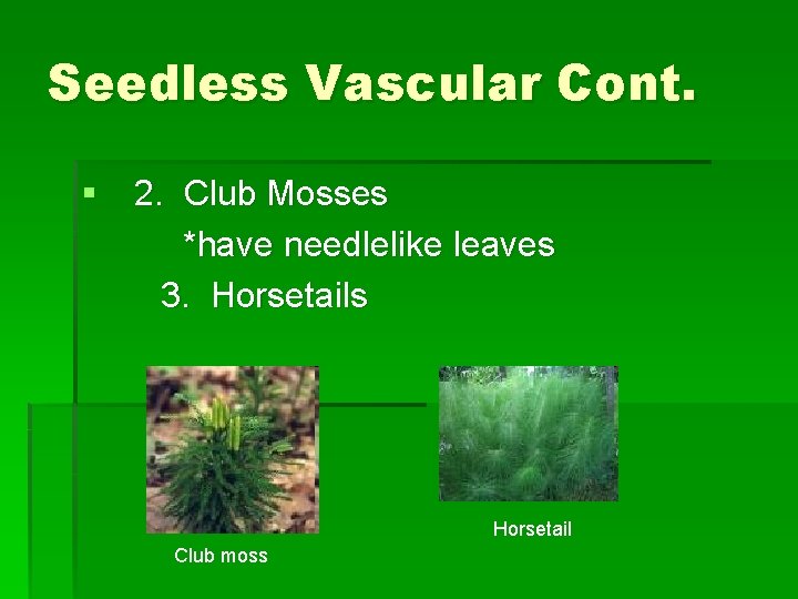 Seedless Vascular Cont. § 2. Club Mosses *have needlelike leaves 3. Horsetails Horsetail Club Seedless Vascular Cont. § 2. Club Mosses *have needlelike leaves 3. Horsetails Horsetail Club