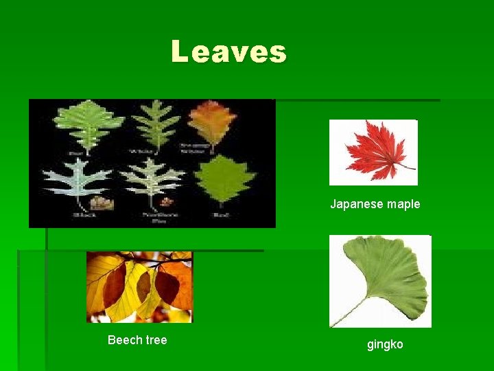Leaves Japanese maple Beech tree gingko Leaves Japanese maple Beech tree gingko