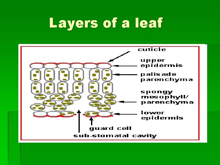 Layers of a leaf Layers of a leaf