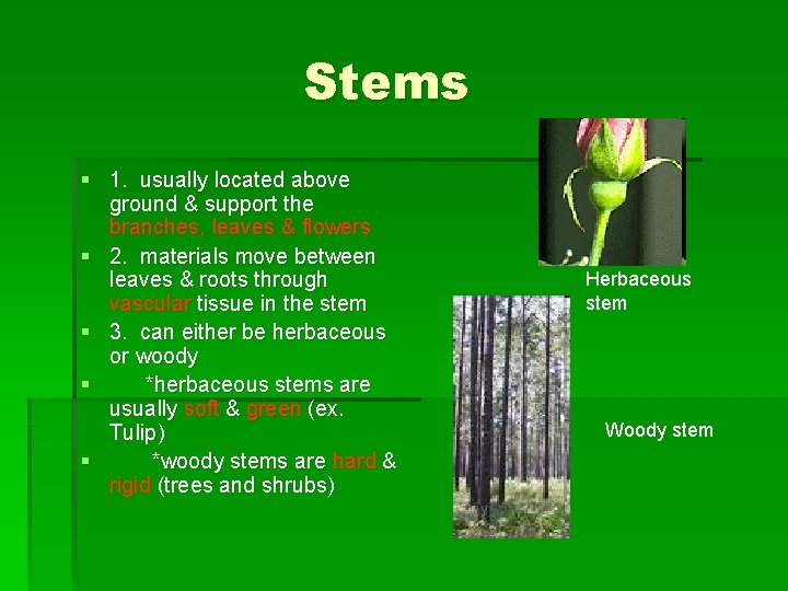Stems § 1. usually located above ground & support the branches, leaves & flowers Stems § 1. usually located above ground & support the branches, leaves & flowers