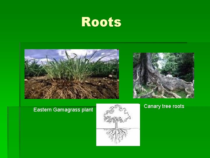 Roots Eastern Gamagrass plant Canary tree roots Roots Eastern Gamagrass plant Canary tree roots