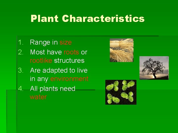 Plant Characteristics 1. Range in size 2. Most have roots or rootlike structures 3. Plant Characteristics 1. Range in size 2. Most have roots or rootlike structures 3.