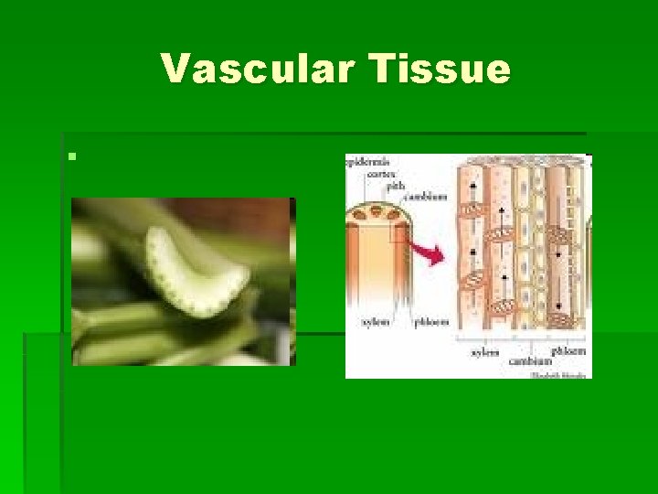 Vascular Tissue § Vascular Tissue §