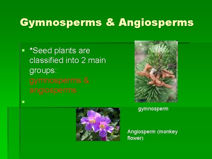 Gymnosperms & Angiosperms § *Seed plants are classified into 2 main groups: gymnosperms & Gymnosperms & Angiosperms § *Seed plants are classified into 2 main groups: gymnosperms &