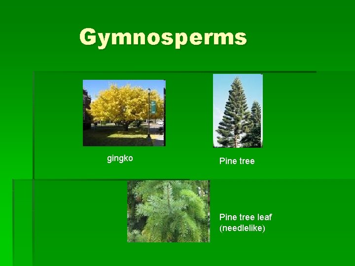 Gymnosperms gingko Pine tree leaf (needlelike) Gymnosperms gingko Pine tree leaf (needlelike)