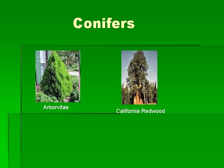 Conifers Arborvitae California Redwood Conifers Arborvitae California Redwood