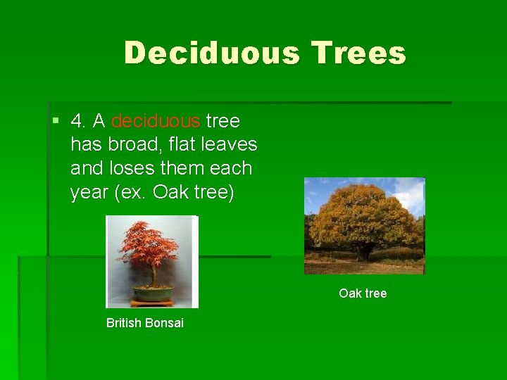 Deciduous Trees § 4. A deciduous tree has broad, flat leaves and loses them Deciduous Trees § 4. A deciduous tree has broad, flat leaves and loses them