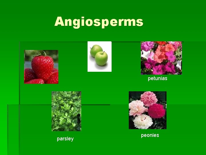 Angiosperms petunias parsley peonies Angiosperms petunias parsley peonies