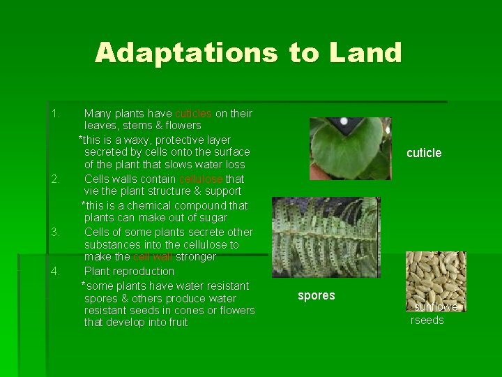 Adaptations to Land 1. 2. 3. 4. Many plants have cuticles on their leaves, Adaptations to Land 1. 2. 3. 4. Many plants have cuticles on their leaves,