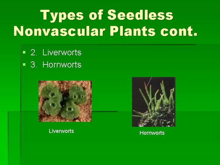 Types of Seedless Nonvascular Plants cont. § 2. Liverworts § 3. Hornworts Liverworts Hornworts Types of Seedless Nonvascular Plants cont. § 2. Liverworts § 3. Hornworts Liverworts Hornworts