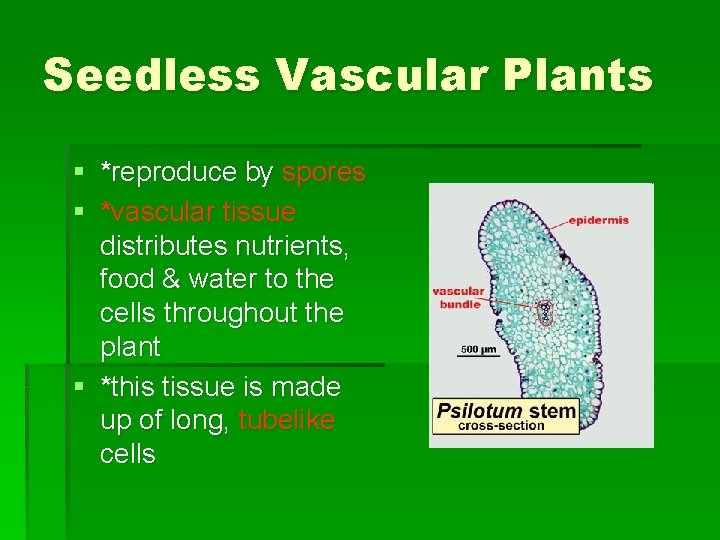 Seedless Vascular Plants § *reproduce by spores § *vascular tissue distributes nutrients, food & Seedless Vascular Plants § *reproduce by spores § *vascular tissue distributes nutrients, food &