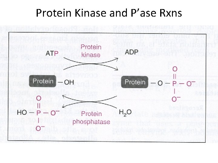 Protein Kinase and P’ase Rxns 