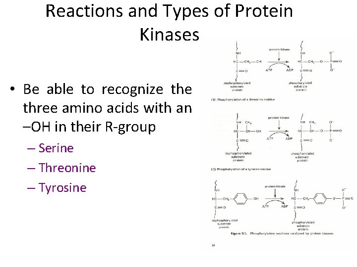 Reactions and Types of Protein Kinases • Be able to recognize three amino acids