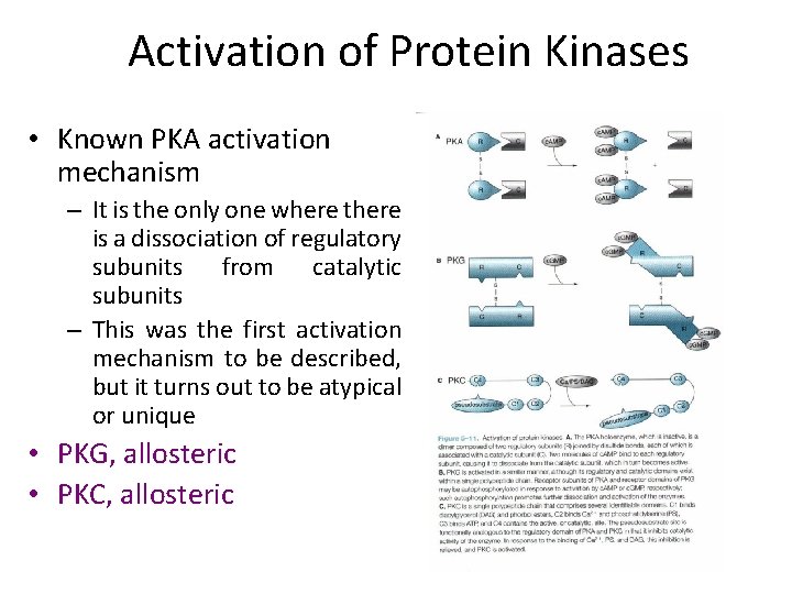 Activation of Protein Kinases • Known PKA activation mechanism – It is the only