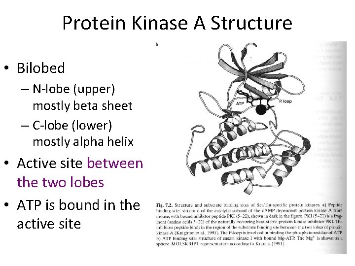 Protein Kinase A Structure • Bilobed – N-lobe (upper) mostly beta sheet – C-lobe
