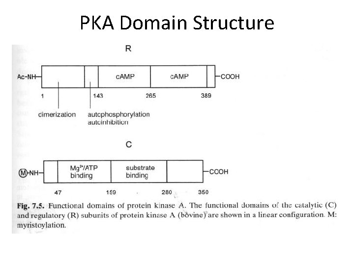 PKA Domain Structure 