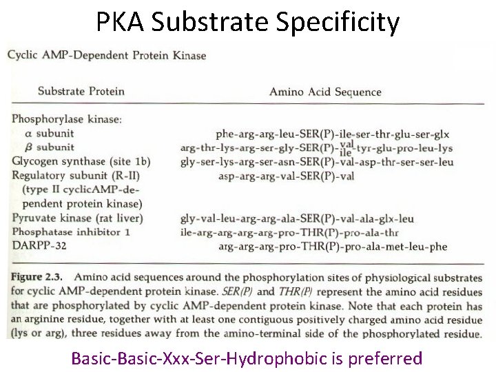 PKA Substrate Specificity Basic-Xxx-Ser-Hydrophobic is preferred 