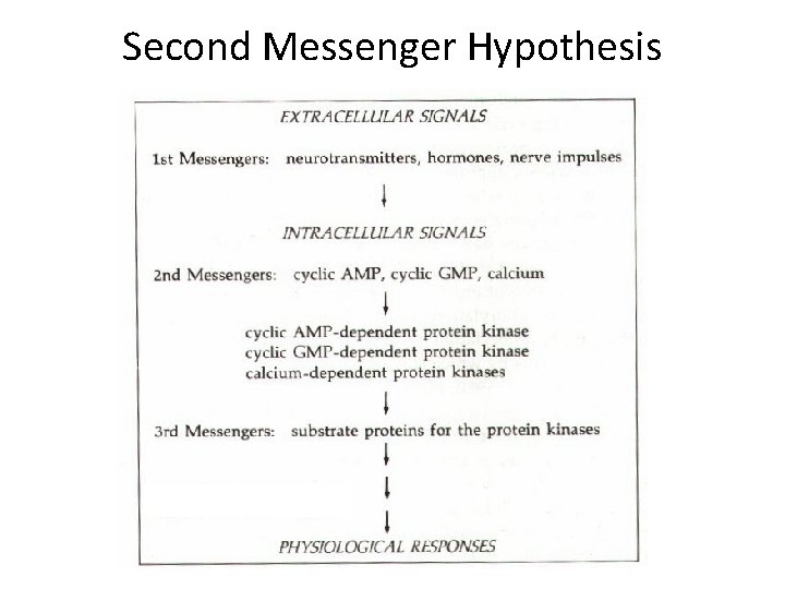 Second Messenger Hypothesis 