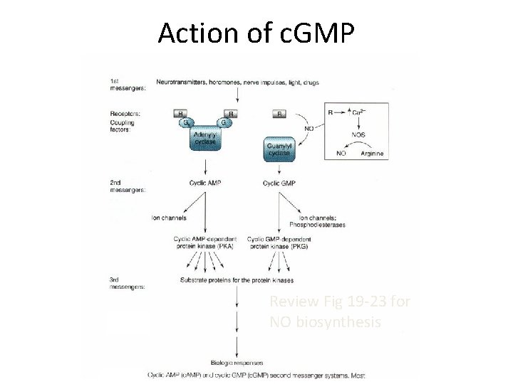 Action of c. GMP Review Fig 19 -23 for NO biosynthesis 