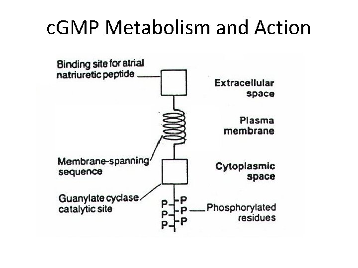 c. GMP Metabolism and Action 