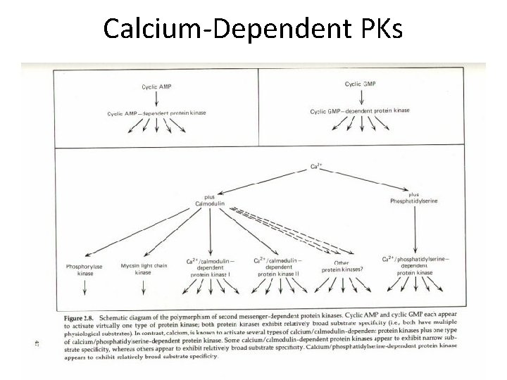 Calcium-Dependent PKs 