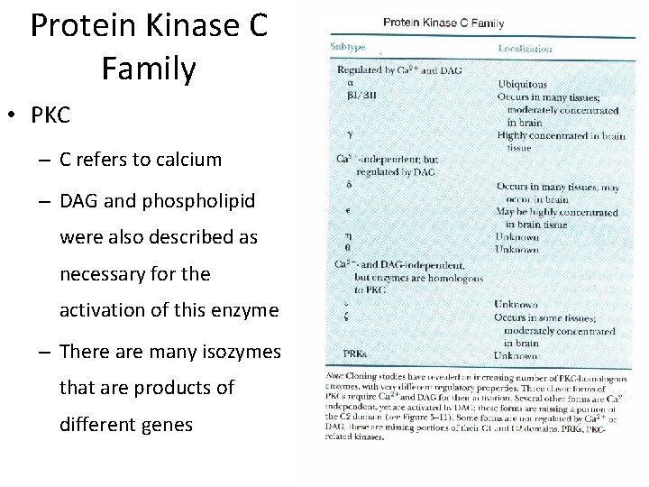 Protein Kinase C Family • PKC – C refers to calcium – DAG and