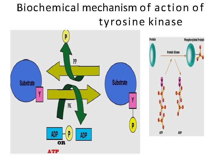 Biochemical mechanism o f action o f tyrosine kinase 