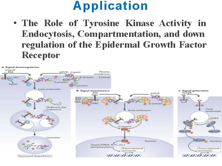 Application • The Role of Tyrosine Kinase Activity in Endocytosis, Compartmentation, and down regulation