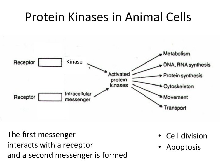 Protein Kinases in Animal Cells Kinase s The first messenger interacts with a receptor