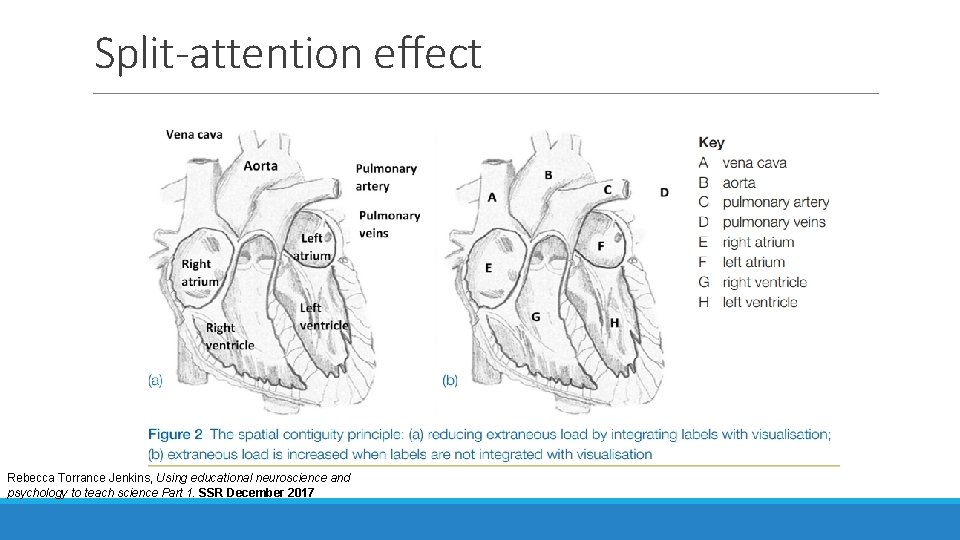 Split-attention effect Rebecca Torrance Jenkins, Using educational neuroscience and psychology to teach science Part